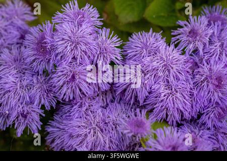 Close-Up de fleurs de floche violette en fleur Banque D'Images