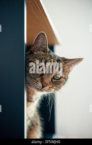 Chat tigré curieux aux yeux verts jetant un coup d'œil depuis derrière des meubles sombres dans une maison moderne et lumineuse Banque D'Images