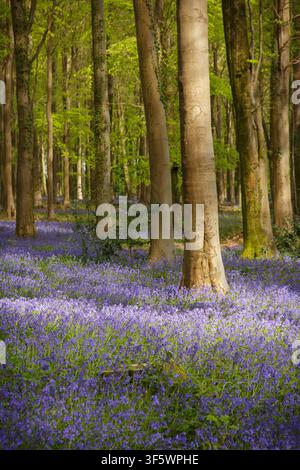 Muguets parmi les arbres à Angmering Woods, South Downs National Park. Mai 2026 Banque D'Images
