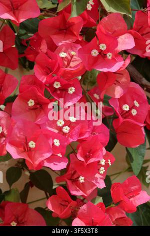 Fleurs rouge foncé de Bougainvillea 'Helen Johnson', une variété naine, poussant en plein soleil, à un endroit abrité dans un jardin anglais. Royaume-Uni Banque D'Images