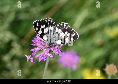 Papillon blanc marbré, Melanargia galathea Banque D'Images