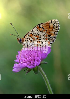 Papillon Fritillary femelle, Melitaea phoebe, sur une fleur violette de Scabieuse des champs, Knautia arvensis Banque D'Images