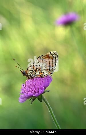 Papillon Fritillary femelle, Melitaea phoebe, sur une fleur violette de Scabieuse des champs, Knautia arvensis Banque D'Images