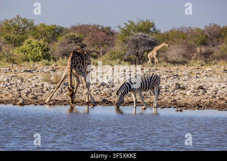 Une girafe et un zèbre à un point d'eau dans le parc national d'Etosha, Namibie, Afrique Banque D'Images