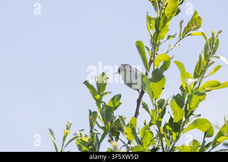 Un fauvette des jardins est perché sur une tige fine et droite tout en haut d’un buisson de saule baigné de soleil à la réserve naturelle de Turvey, Donabate, comté de Dublin, Irlande Banque D'Images