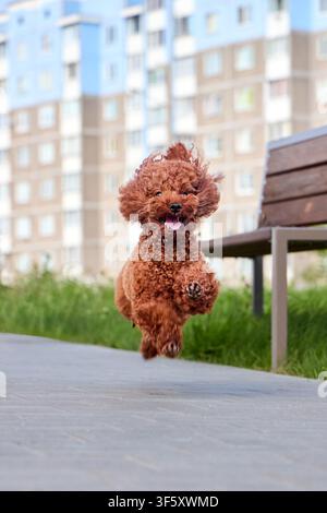 Caniche jouet rouge court en plein air sur un chemin pavé. Chien brun bouclé et duveteux saute joyeusement dans le parc urbain près d'une banc et d'un immeuble d'appartements élevé. Animal de compagnie actif et joyeux Banque D'Images
