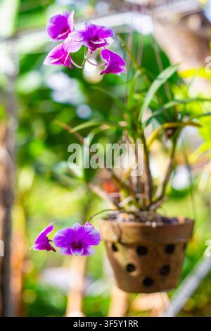 De magnifiques orchidées violettes poussent dans un pot en terre cuite à l'extérieur. Décoration de jardin, fleurs tropicales, passe-temps botanique Banque D'Images