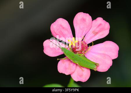 Une sauterelle verte reposant sur une fleur de zinnia rose avec un centre jaune dans un cadre de jardin naturel, macro rapprochée montrant la texture de l'insecte et les détails floraux Banque D'Images