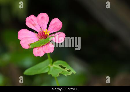 Une sauterelle verte reposant sur une fleur de zinnie rose aux pétales délicats et un insecte feuille vert, une scène naturelle qui dégage une ambiance calme et vibrante de jardin Banque D'Images