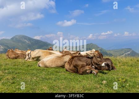 Des bovins bruns et crème reposant se trouvent étendus sur une prairie ensoleillée du Monte Baldo en Italie. Des crêtes montagneuses vertes et des nuages blancs épars entourent le calme A Banque D'Images