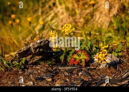 Un plan rapproché capture un affichage vibrant de fleurs sauvages nichées parmi des roches sombres au coucher du soleil. Le premier plan met en vedette des fleurs jaunes avec des p délicates Banque D'Images