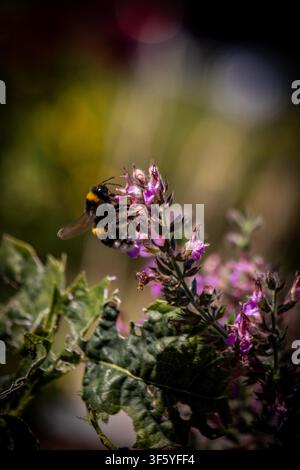 Une prise de vue rapprochée capture une bourdonne collectant diligemment du pollen sur des fleurs violettes éclatantes. L'abeille est en pleine action, ses pattes couvertes de poussière dorée. Banque D'Images