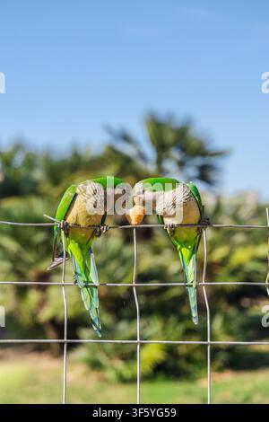 Deux perruches moine vert partageant du pain perchées sur une clôture métallique dans un parc ensoleillé de Barcelone, des oiseaux tropicaux urbains colorés Banque D'Images