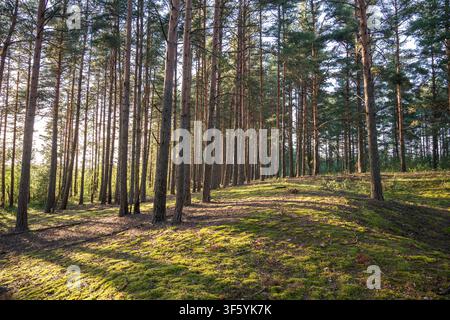 Chemin étroit à travers une forêt d'été avec des rangées de pins, sentier dans les bois avec de la mousse verte Banque D'Images