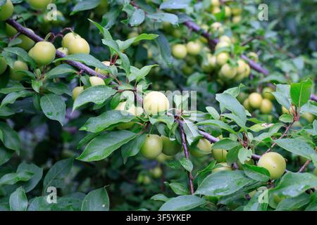 Abondantes fruits de prunes verts non mûrs suspendus à des branches feuillues. Concept de culture de fruits, verger d'été et récolte agricole naturelle. Banque D'Images