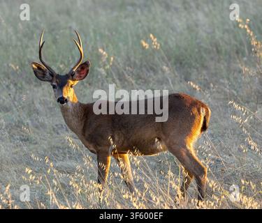 Un jeune cerf à queue noire / cerf mulet à l'heure dorée, debout en alerte dans une herbe haute et sèche. Edgewood Park et réserve naturelle, comté de San Mateo, Californie Banque D'Images