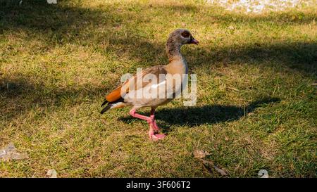 Oie égyptienne (Alopochen aegyptiaca) marchant sur l'herbe ensoleillée d'un parc — Concept d'identification de la faune urbaine, des espèces envahissantes et des oiseaux aquatiques Banque D'Images