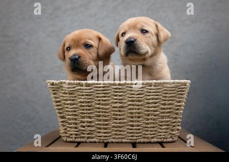 Deux chiots Labrador dans un panier Banque D'Images