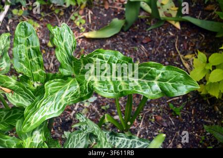 Arum Italicum à veines vertes 'Arum italien' (Seigneurs-et-Dames italiens) Feuilles cultivées au RHS Garden Harlow Carr, Harrogate, Yorkshire, Angleterre, Royaume-Uni Banque D'Images