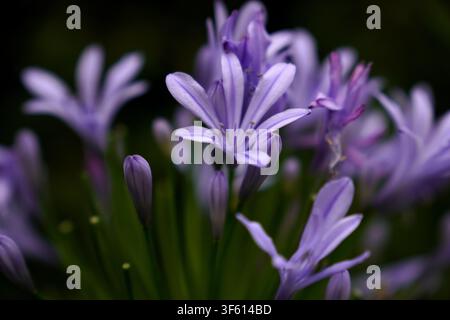 Macro gros plan de fleurs d'Agapanthus violettes (Lilia d'Égypte) fleuries sur un fond vert foncé flou. Banque D'Images