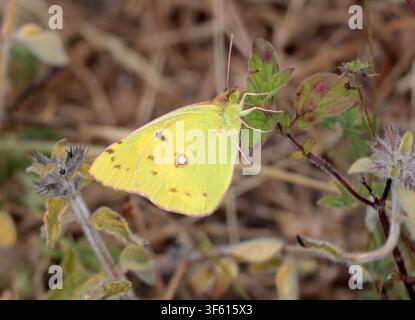 Un papillon jaune nuageux Colias croceus au repos sur une plante dans le Sussex, Angleterre Banque D'Images