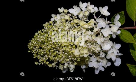 Hortensia panicule (Hydrangea paniculata) grappe de fleurs blanches isolée sur fond noir prise macro Banque D'Images