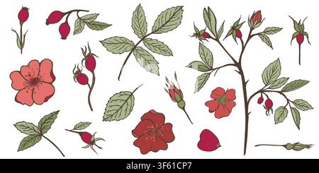 Ensemble vectoriel dessiné à la main de branches de rose musquée, fleurs, feuilles et baies dans des tons vert sauge. Éléments botaniques pour le branding du bien-être, emballages cosmétiques Illustration de Vecteur