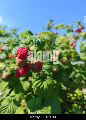 Framboises mûres et immatures poussant sur le buisson dans un jardin d'été, maturation naturelle des fruits en gros plan Banque D'Images