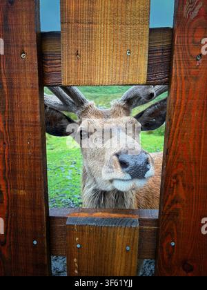 Un cerf rouge au Red Deer Range, une zone d'observation publique sur l'A712 au nord de Newton Stewart, Galloway, Écosse en été 2026 Banque D'Images