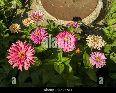 Vue aérienne d'un groupe coloré de fleurs doubles roses et crème de Zinnia elegans en pleine floraison dans un jardin de cour arrière. Banque D'Images