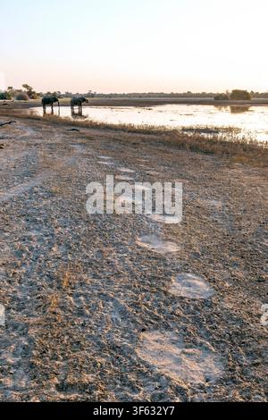 Traces d'éléphant d'Afrique (Loxodonta africana) dans le sable - Parc national de Bwabwata, région du Zambèze, Namibie, Afrique Banque D'Images