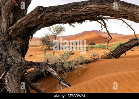 Branches d'arbres encadrant des dunes de sable surnaturelles près de Sossusvlei dans le parc national de Namib-Naukluft, Namibie, Afrique Banque D'Images