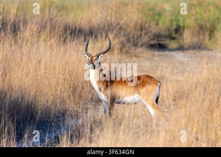 Lechwe rouge mâle (Kobus leche) - près du Nambwa Tented Lodge, parc national de Bwabwata, zone centrale de Kwando, région du Zambèze, Namibie, Afrique Banque D'Images
