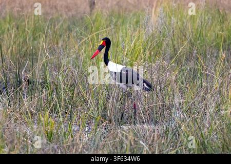 Cigogne à bec selle femelle (Ephippiorhynchus senegalensis) - près du Nkasa Linyanti Tented Camp, Parc national de Nkasa Rupara, Région du Zambèze, Namibie, Afrique Banque D'Images