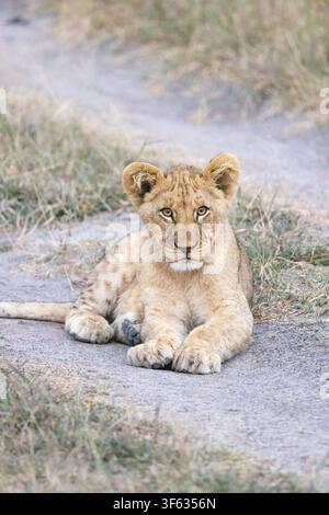 Lionceau d'Afrique (Panthera leo) - près du Nkasa Linyanti Tented Camp, Parc national de Nkasa Rupara, Région du Zambèze, Namibie, Afrique Banque D'Images