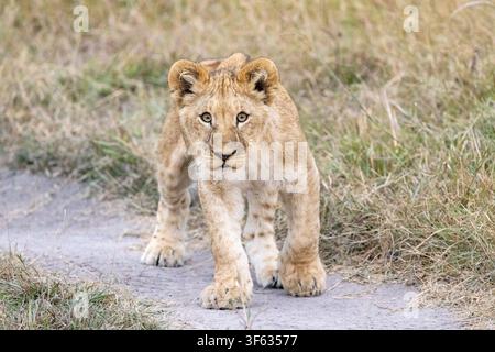 Lionceau (Panthera leo) marchant sur une route de terre - près du camp de tentes Nkasa Linyanti, parc national de Nkasa Rupara, région du Zambèze, Namibie, Afrique Banque D'Images
