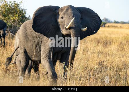 Éléphants d'Afrique (Loxodonta africana) femelle faisant une charge simulée – près du camp de tentes Nkasa Linyanti, parc national de Nkasa Rupara, région du Zambèze, Namibie Banque D'Images