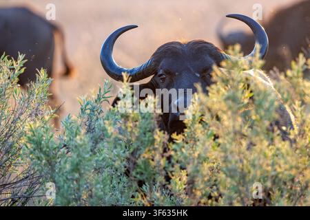 Buffle du Cap (Syncerus caffer caffer) émergeant à travers la végétation - près du campement Nkasa Linyanti, parc national de Nkasa Rupara, région du Zambèze, Namibie Banque D'Images