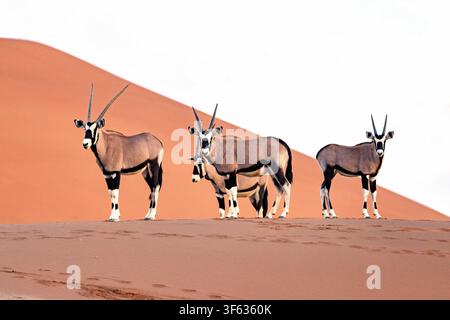Un groupe de gemsbok (Oryx gazella) ou d'oryx d'Afrique du Sud dans le parc national de Namib-Naukluft, Namibie, Afrique Banque D'Images