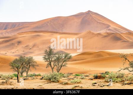Dunes de sable extra-terrestres près de Sossusvlei dans le parc national Namib-Naukluft, Namibie, Afrique Banque D'Images