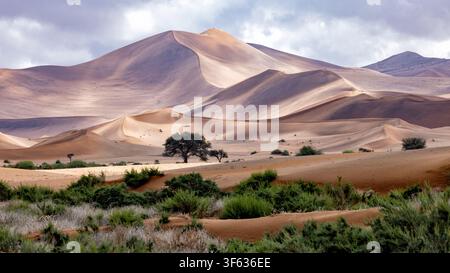 Dunes de sable extra-terrestres près de Sossusvlei dans le parc national Namib-Naukluft, Namibie, Afrique Banque D'Images