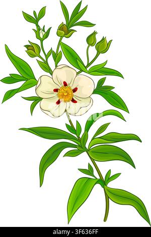 Illustration détaillée colorée d'une plante Cistus. Illustration de Vecteur