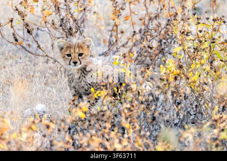 Bébé guépard (Acinonyx jubatus) - Réserve de chasse d'Onguma, Namibie, Afrique Banque D'Images