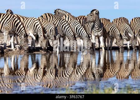 De magnifiques reflets d’un groupe de zèbres des plaines (Equus quagga burchelliii) buvant à un point d’eau - Onkolo Hide, Réserve de chasse d’Onguma, Namibie, Afrique Banque D'Images