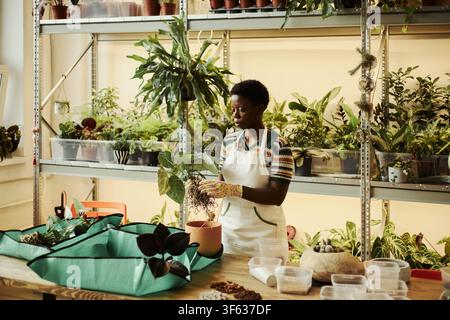 Jeune femme afro-américaine portant un tablier et rempotant une plante d'intérieur dans une pépinière. Image idéale pour le marketing des petites entreprises, les ateliers de jardinage et le contenu de style de vie éco-responsable Banque D'Images