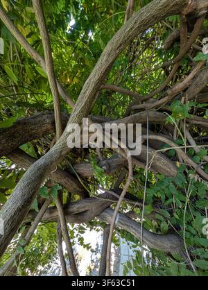 Un gros plan de branches d'arbres entrelacées dans un environnement naturel tranquille, capturé depuis un angle bas, mettant l'accent sur les détails complexes et le vert vif Banque D'Images