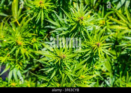 Vue rapprochée de plantes de cannabis vert vif prospérant sous une lumière solaire éclatante. Le feuillage dense met en valeur des feuilles dentelées et des bourgeons floraux avec une teinte rougeâtre Banque D'Images