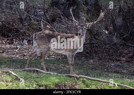 Un cerf élaphe se tient dans une clairière herbeuse, alerte et observateur, Piano Battaglia, Sicile, Italie Banque D'Images