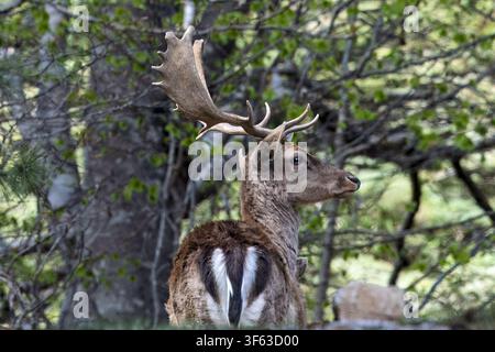 Un majestueux cerf dama se tient en alerte dans une forêt, regardant sur le côté pour observer son environnement, Piano Battaglia, Sicile, Italie Banque D'Images