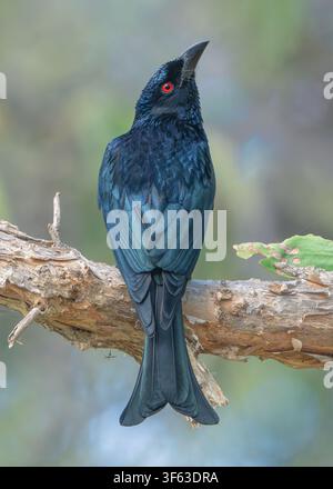 Portrait en gros plan vu de dos d'un drongo à plumes irisées (Dicrurus bracteatus) perché sur une branche d'un arbre à écorce de papier (Melaleuca viridiflora) dans une forêt, regardant vers le haut, Australie Banque D'Images